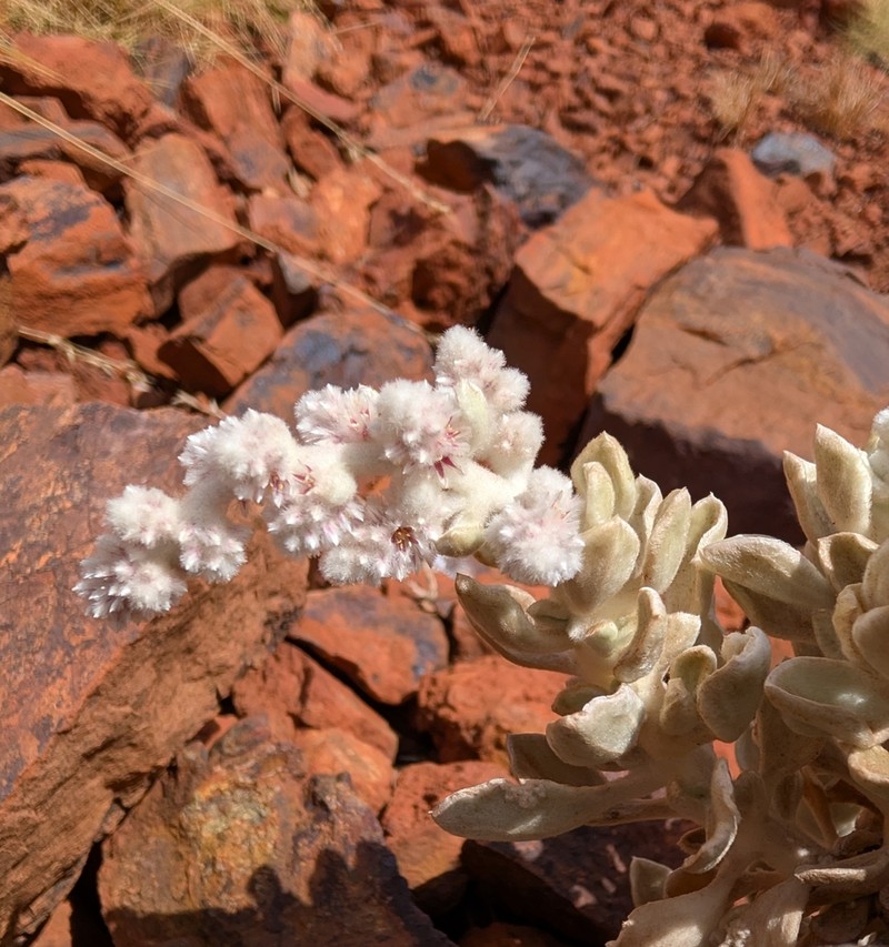 Ptilotus mollis photo 6