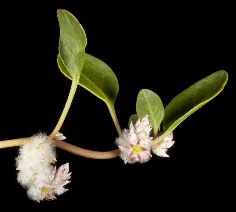 Ptilotus murrayi