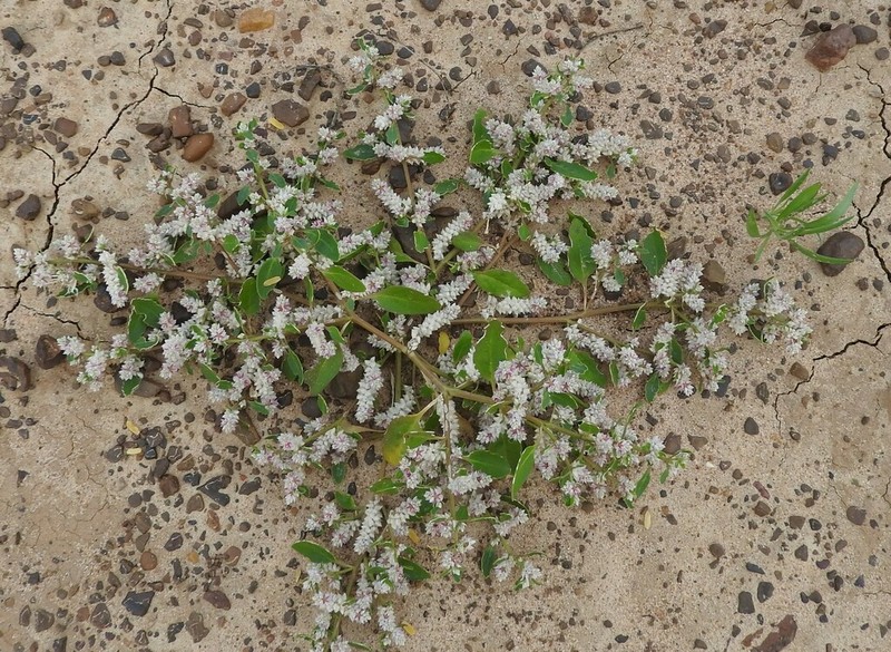 Ptilotus murrayi photo 2