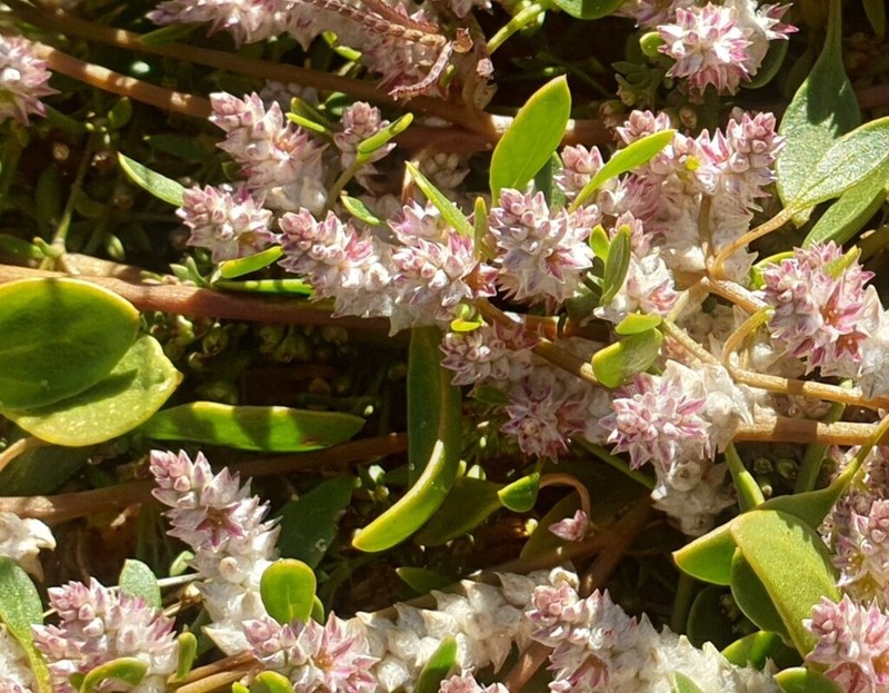 Ptilotus murrayi photo 3