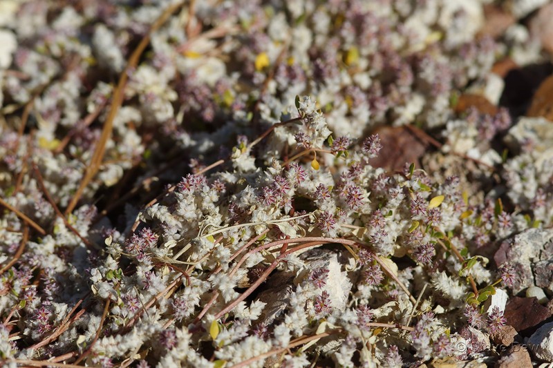 Ptilotus murrayi photo 4