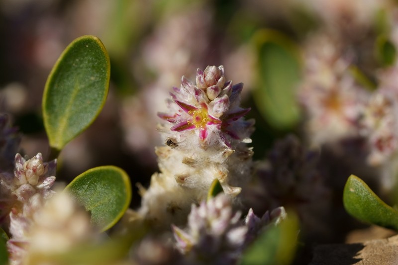 Ptilotus murrayi photo 7
