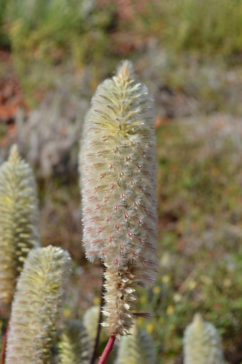 Ptilotus nobilis