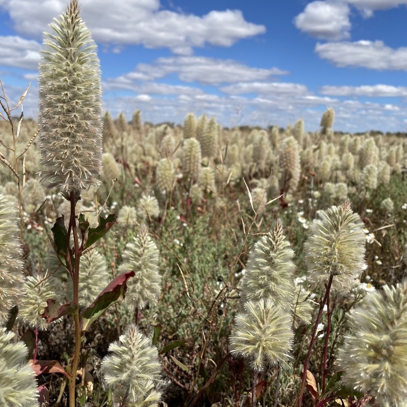 Ptilotus nobilis photo 2