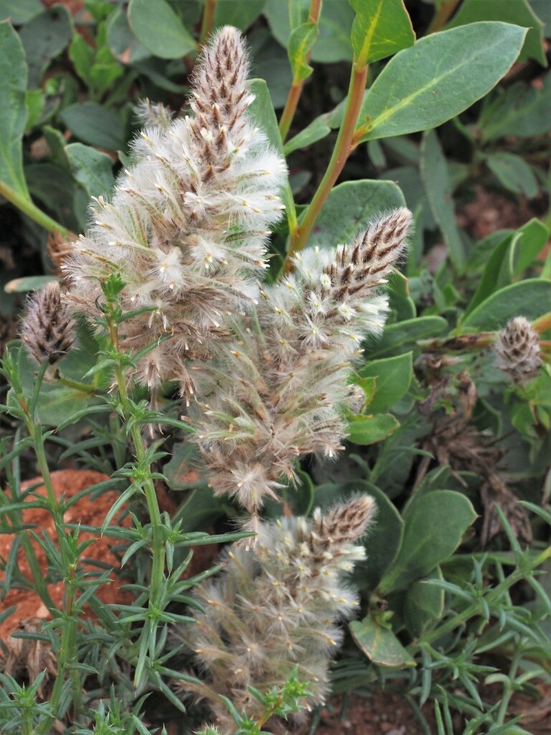 Ptilotus nobilis photo 3