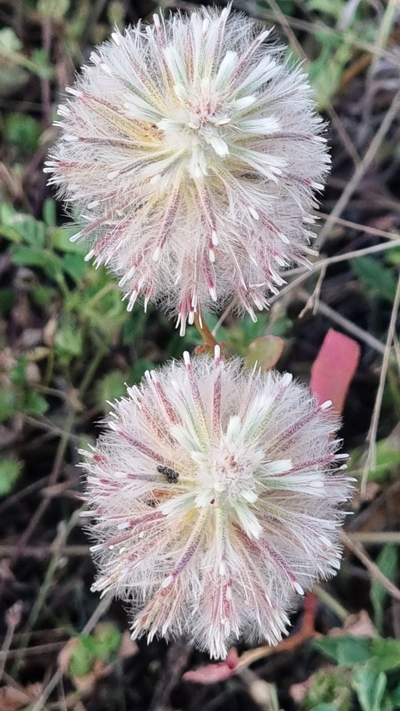Ptilotus nobilis photo 5
