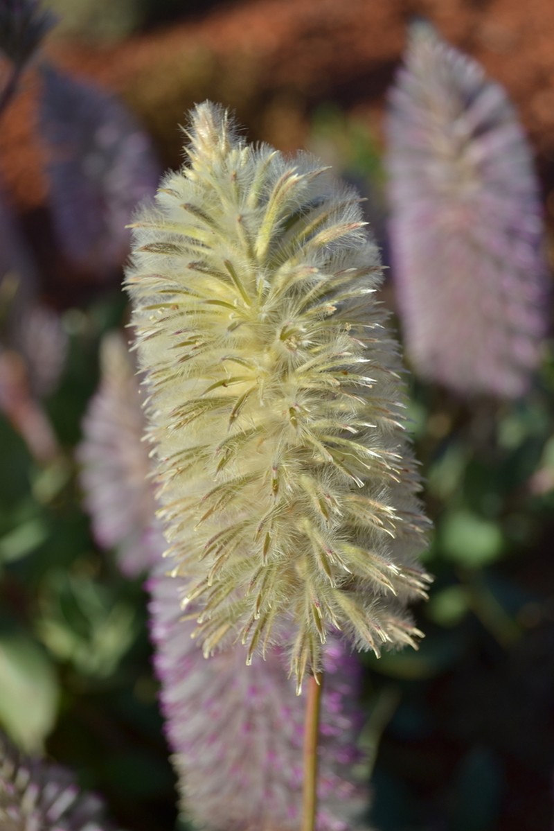 Ptilotus nobilis photo 6