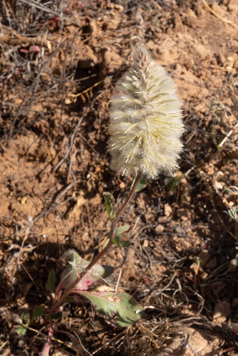 Ptilotus nobilis photo 7