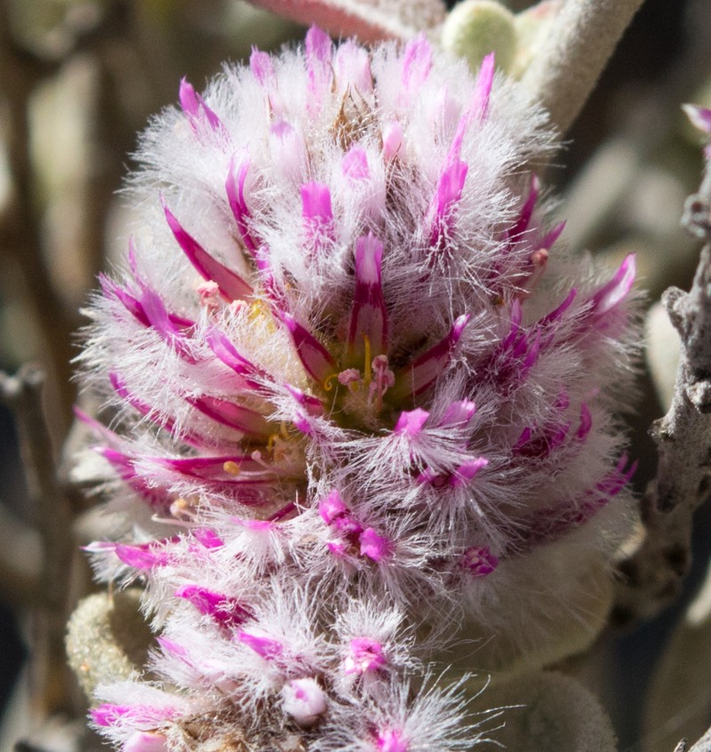 Ptilotus obovatus