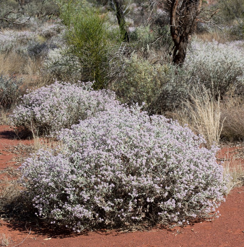 Ptilotus obovatus photo 2
