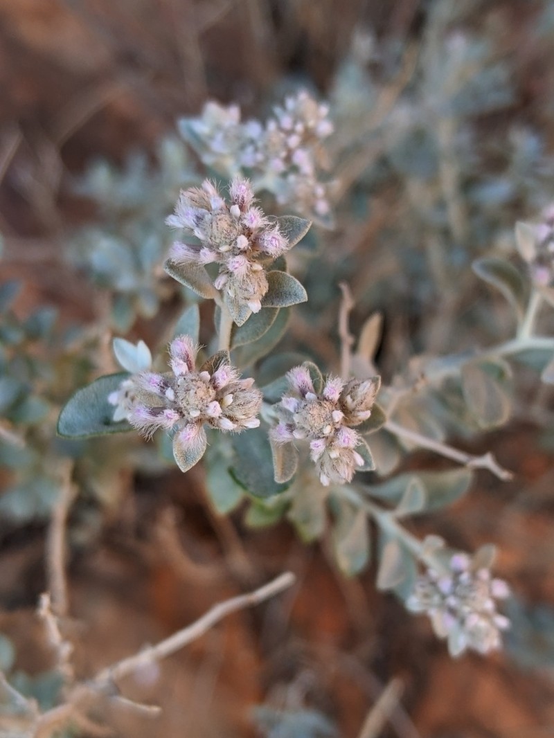 Ptilotus obovatus photo 4