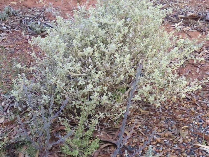 Ptilotus obovatus photo 5