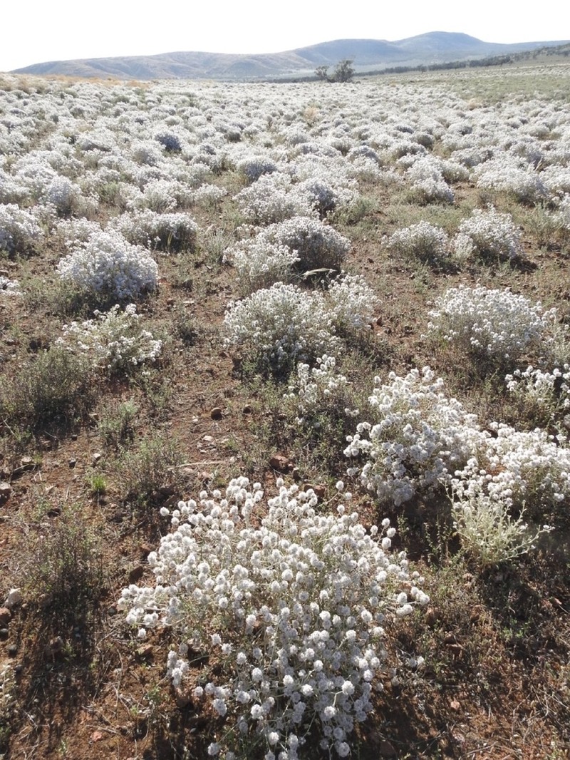 Ptilotus obovatus photo 6