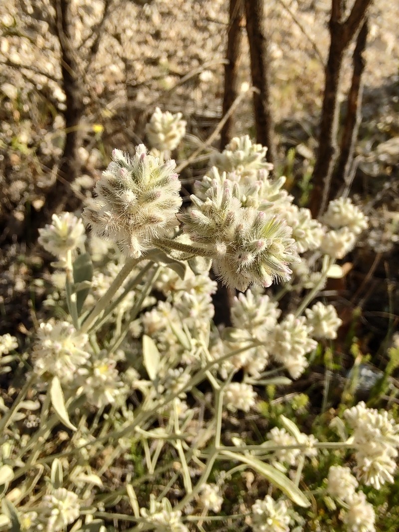 Ptilotus obovatus photo 7