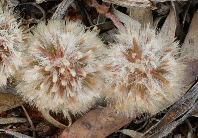 Ptilotus ostentans