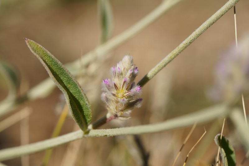 Ptilotus parviflorus