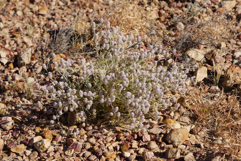 Ptilotus parviflorus photo 2