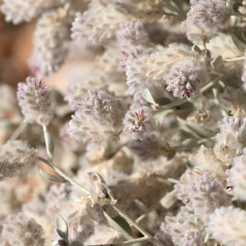 Ptilotus parviflorus photo 3