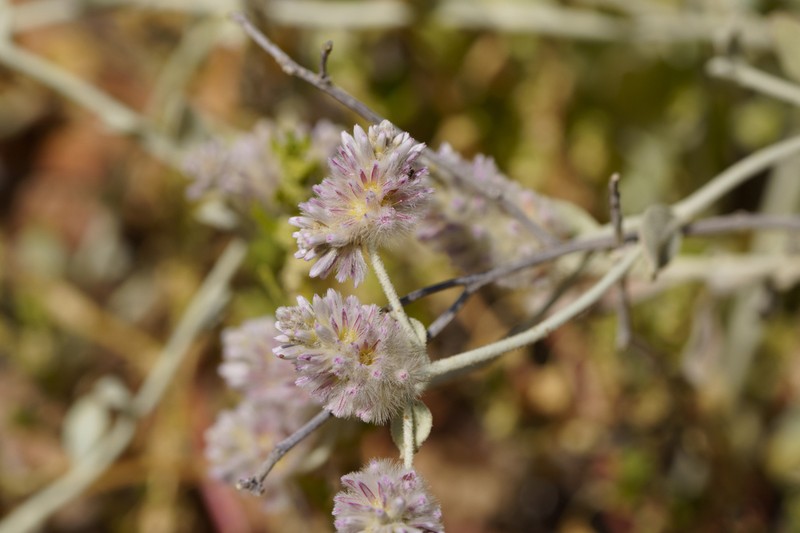 Ptilotus parviflorus photo 4