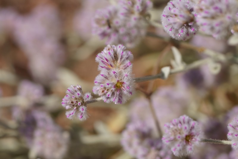 Ptilotus parviflorus photo 5