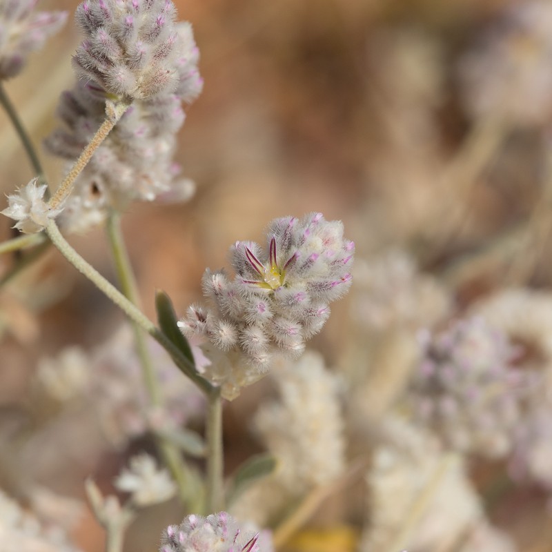 Ptilotus parviflorus photo 6