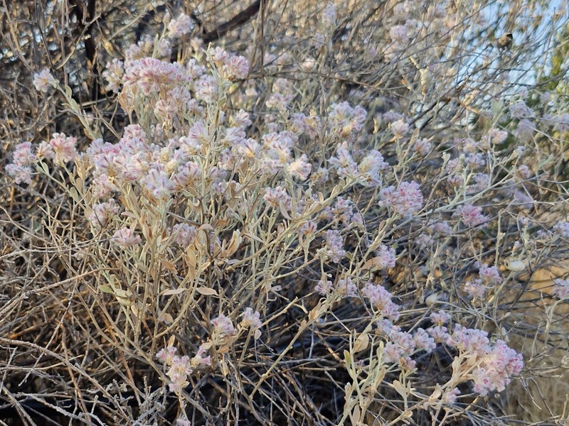 Ptilotus parviflorus photo 7
