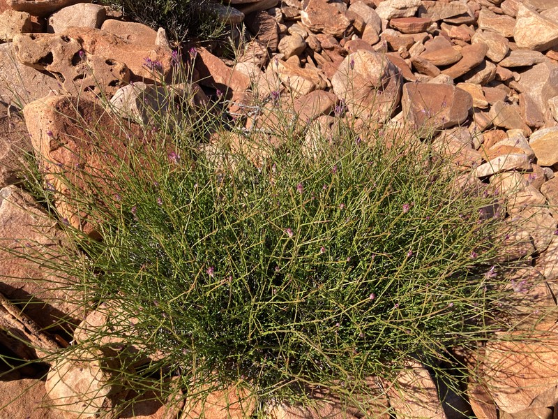 Ptilotus parvifolius