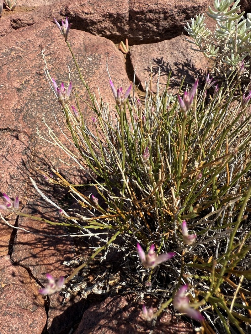 Ptilotus parvifolius photo 2