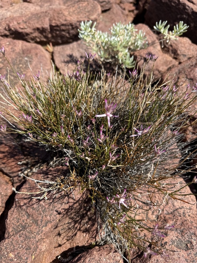 Ptilotus parvifolius photo 3