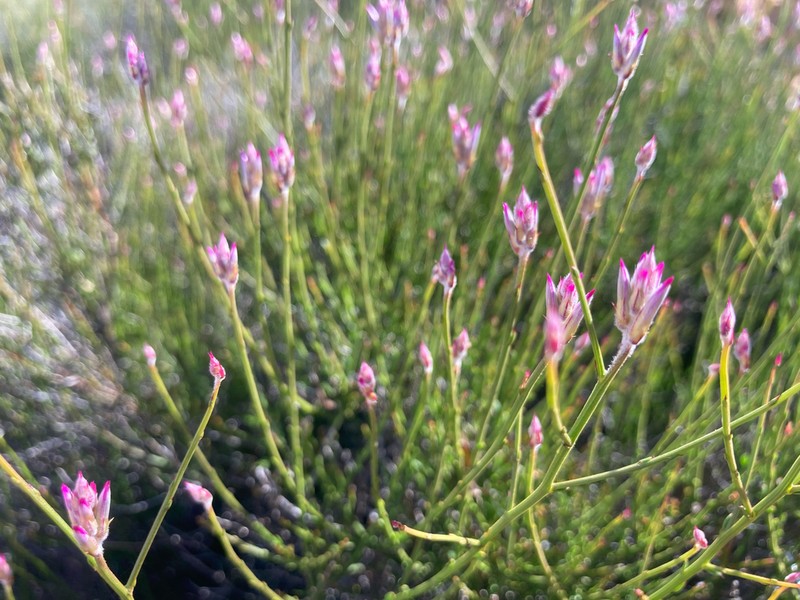 Ptilotus parvifolius photo 4