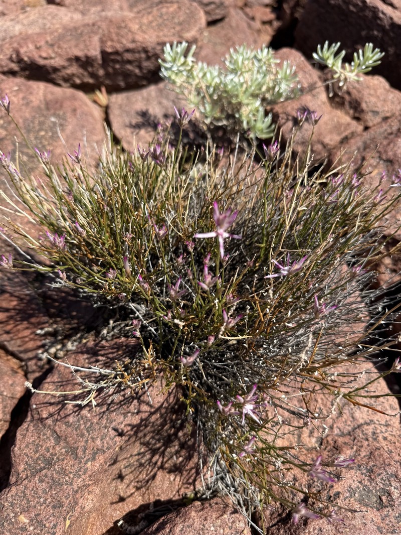Ptilotus parvifolius photo 6