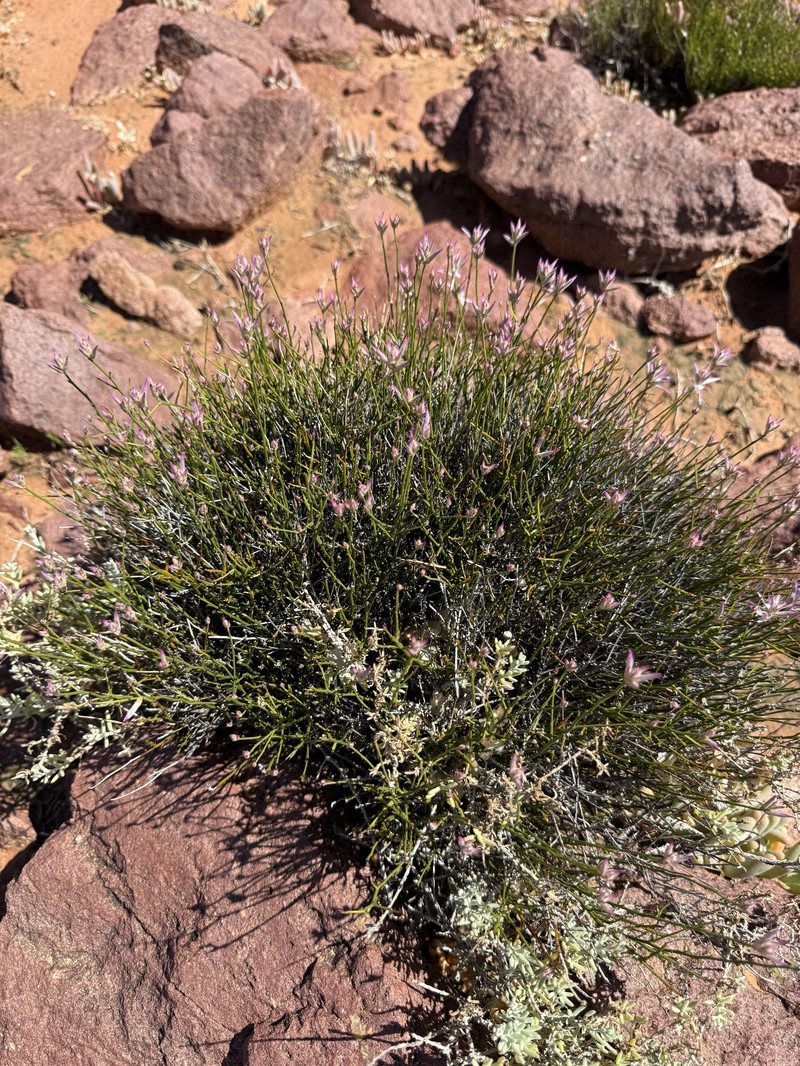 Ptilotus parvifolius photo 7