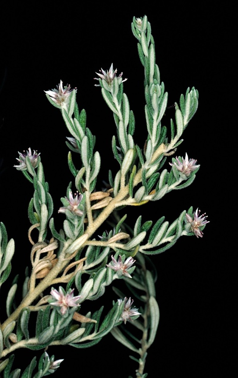 Ptilotus pedleyanus
