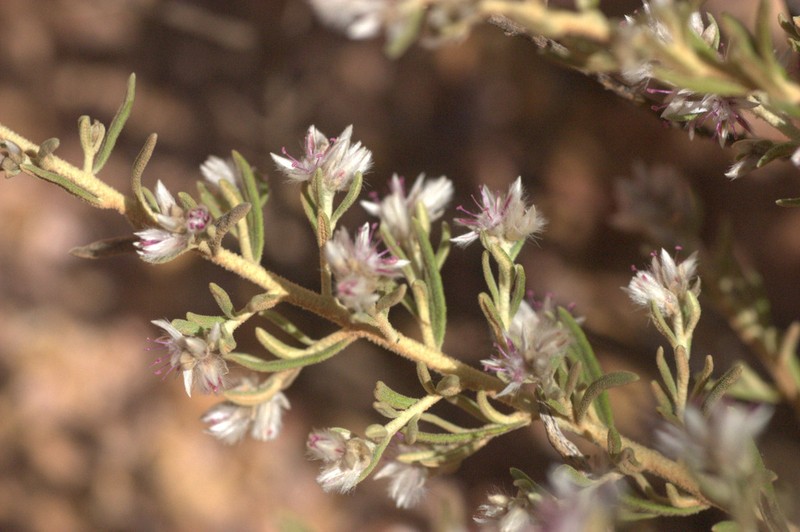 Ptilotus pedleyanus photo 2
