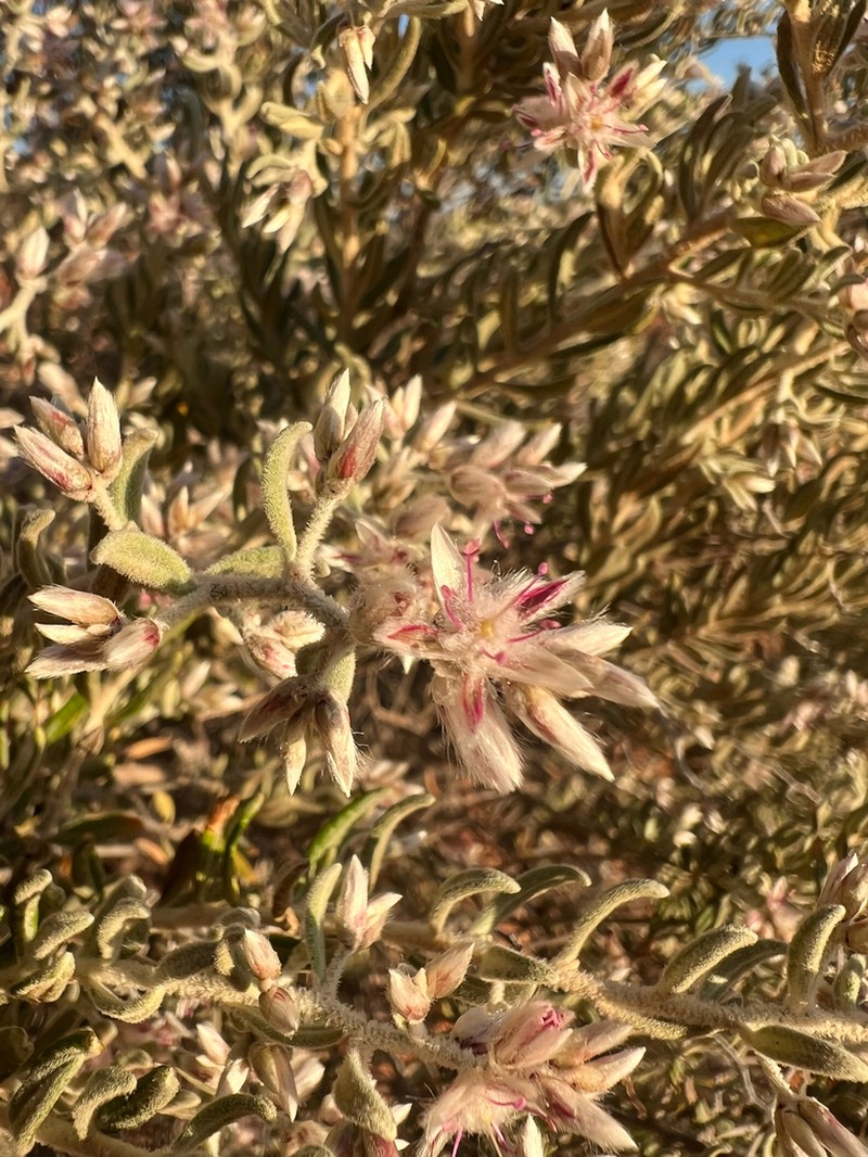 Ptilotus pedleyanus photo 3
