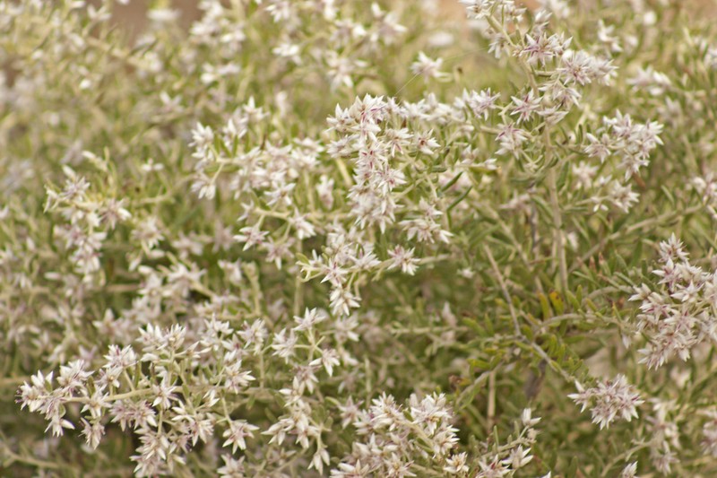 Ptilotus pedleyanus photo 4