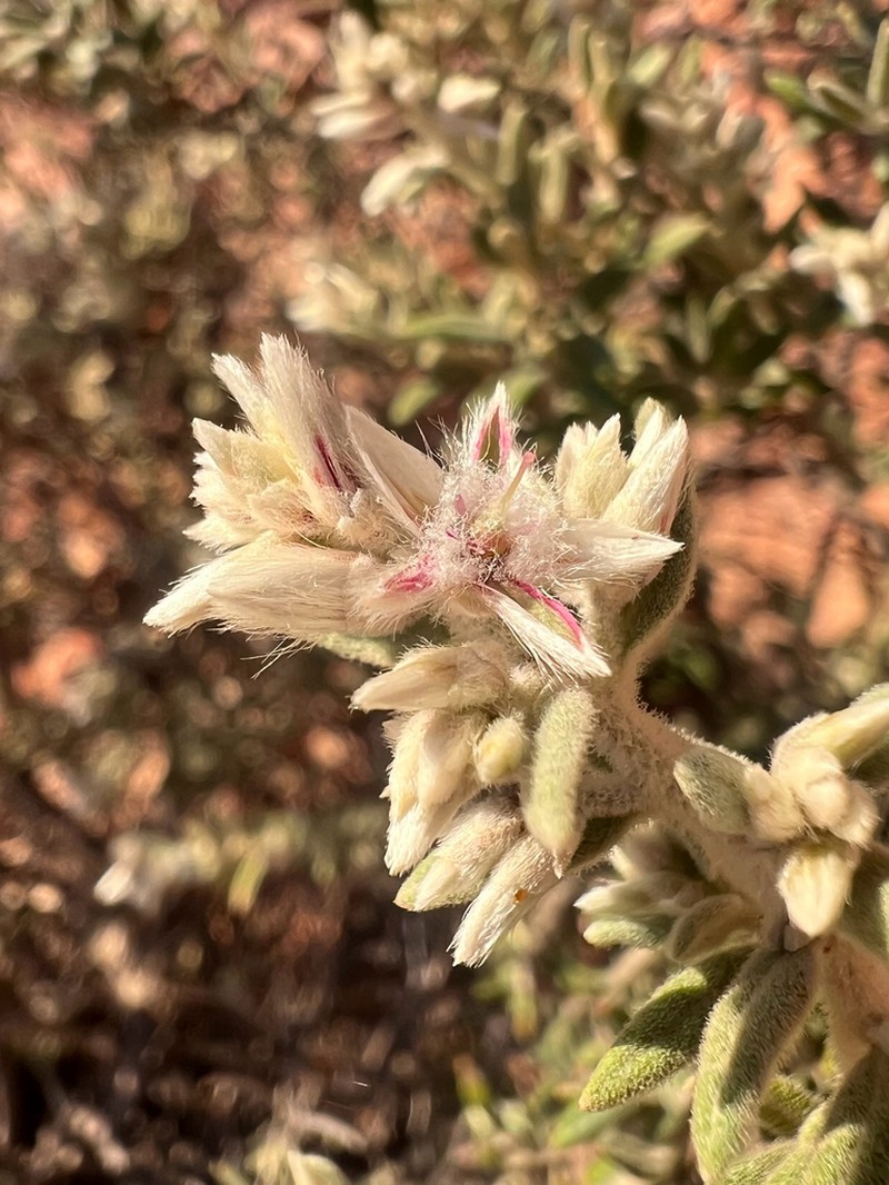 Ptilotus pedleyanus photo 5