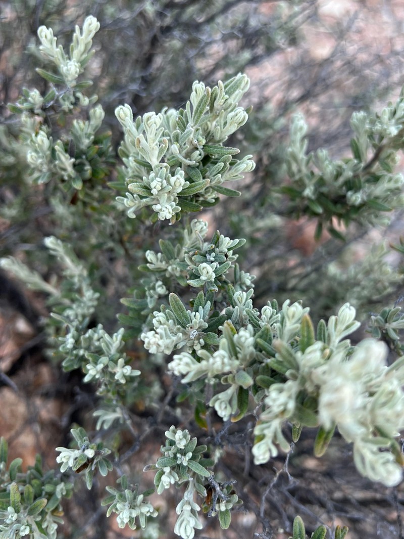Ptilotus pedleyanus photo 6