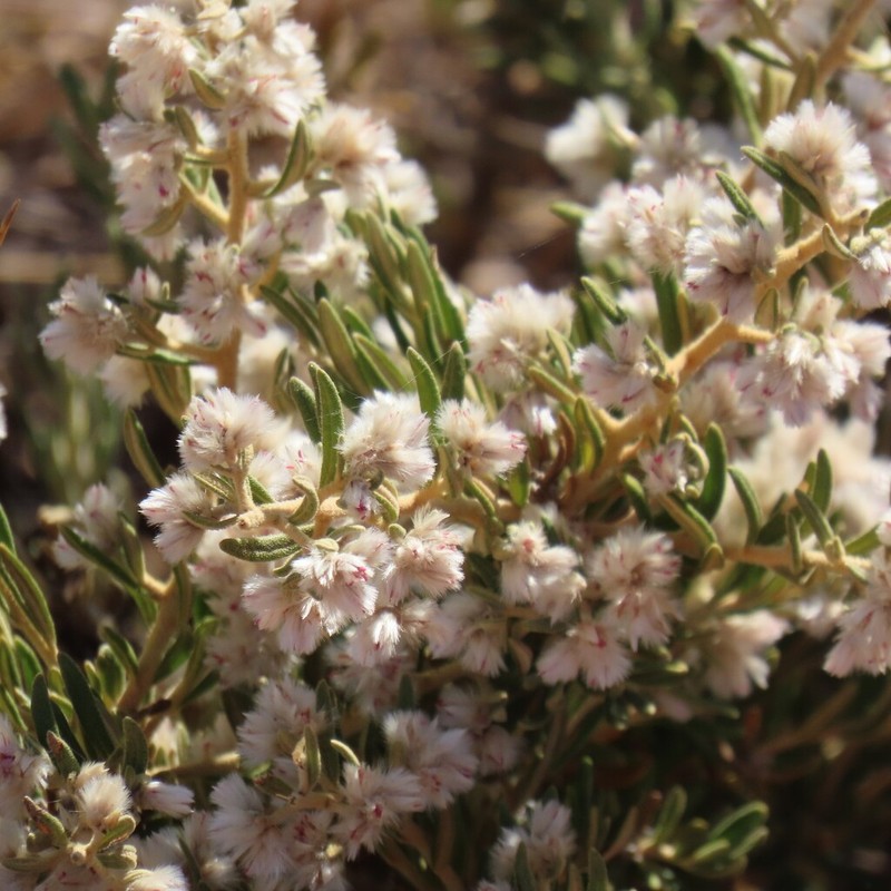 Ptilotus pedleyanus photo 7