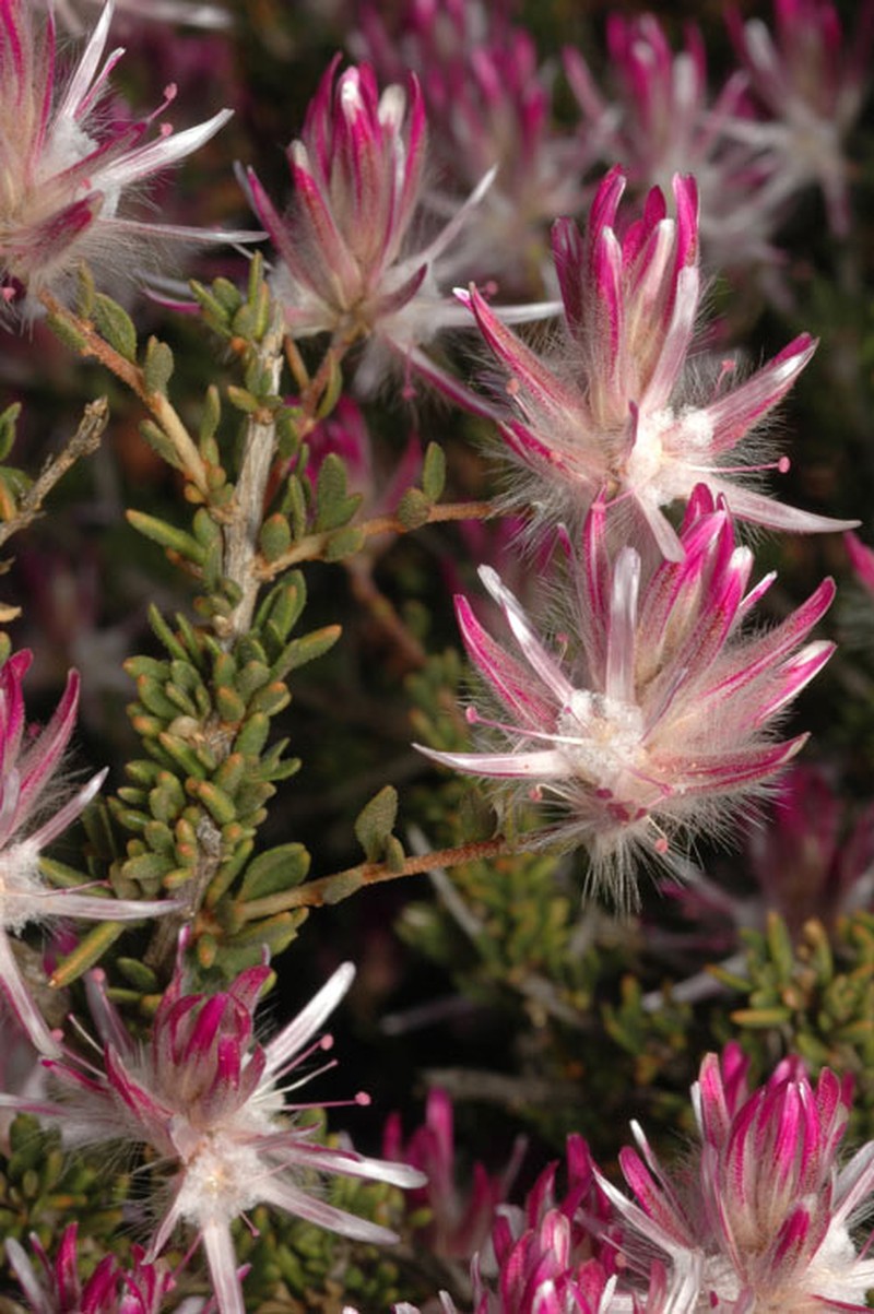 Ptilotus polakii