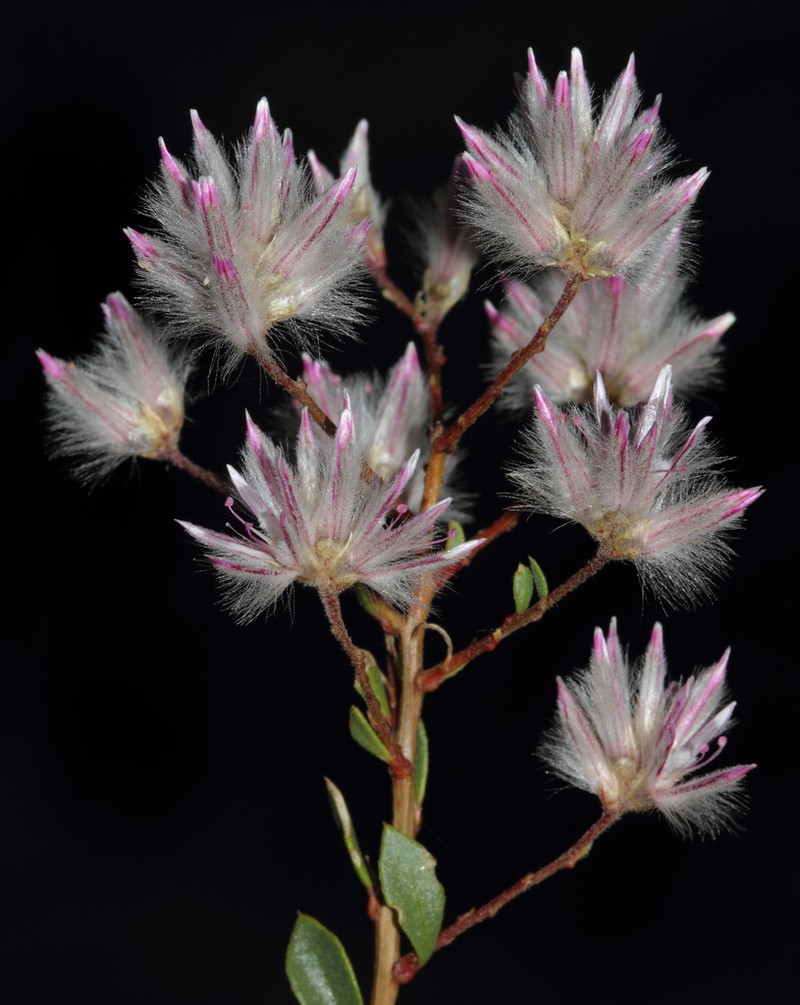 Ptilotus polakii photo 3