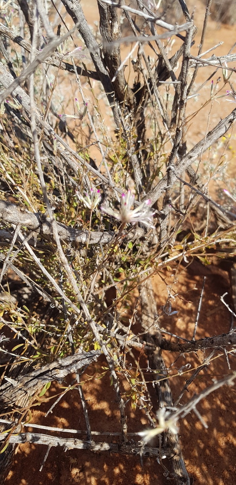 Ptilotus polakii photo 4