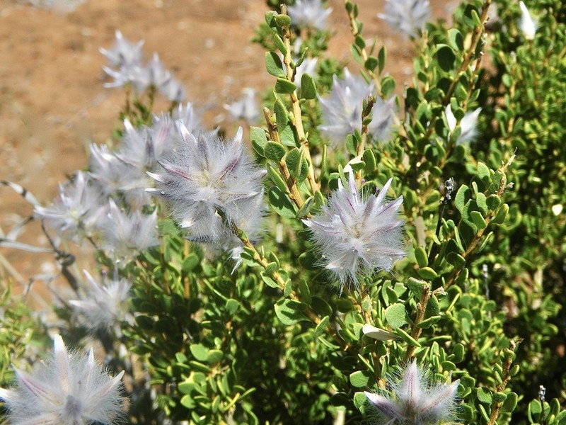 Ptilotus polakii photo 5