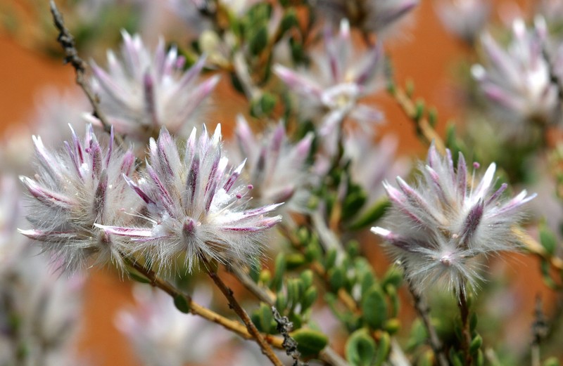 Ptilotus polakii photo 6