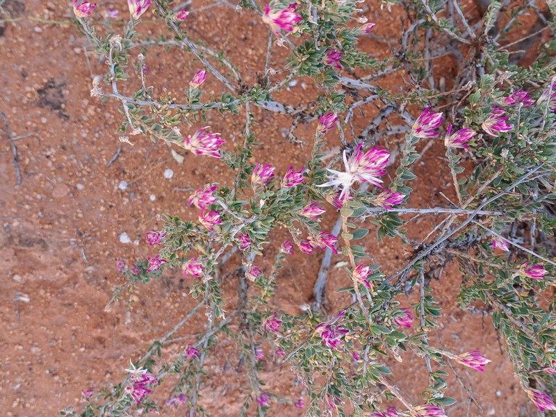 Ptilotus polakii subsp. polakii
