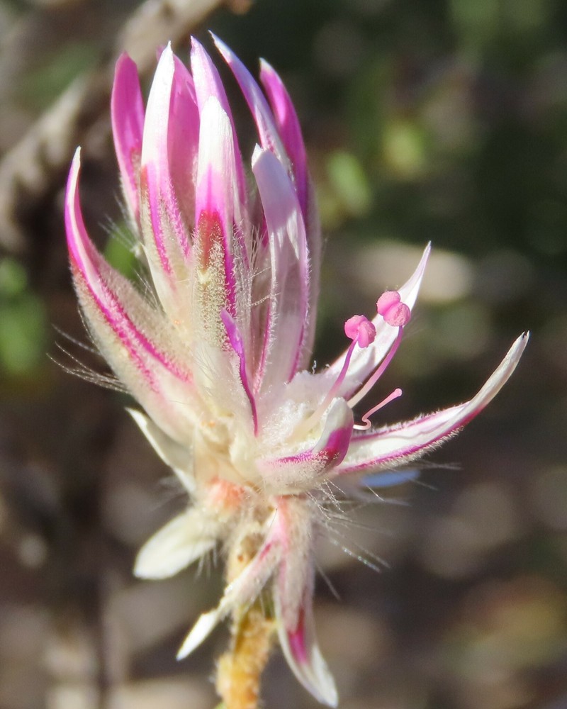 Ptilotus polakii subsp. polakii photo 2