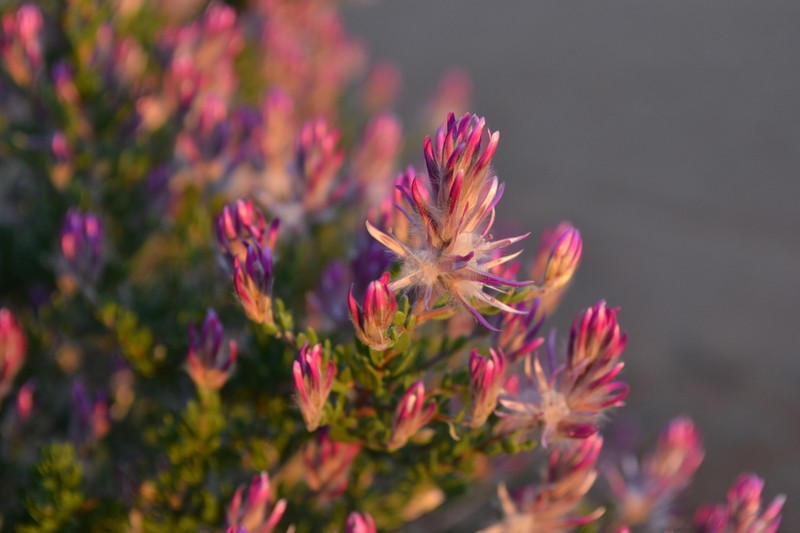 Ptilotus polakii subsp. polakii photo 4