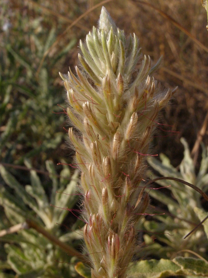 Ptilotus polystachyus photo 2