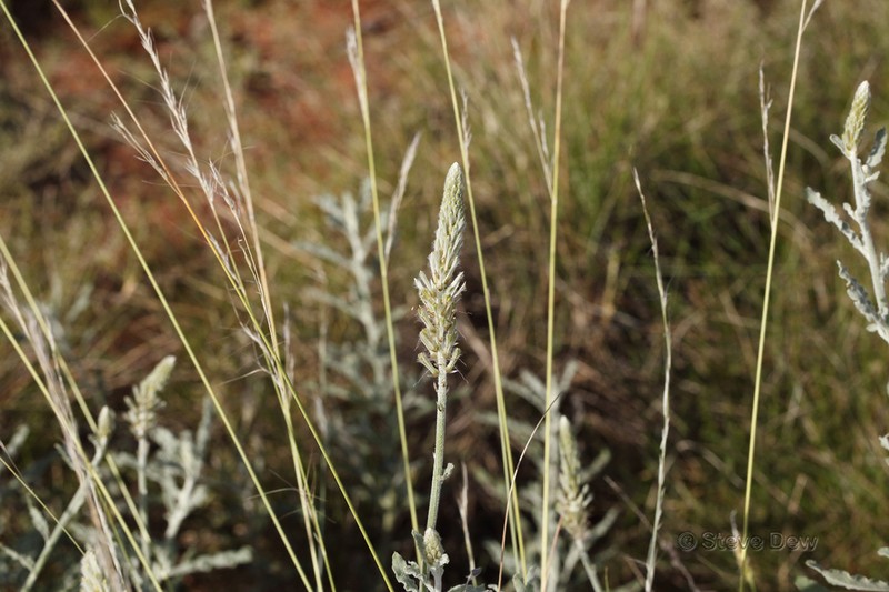Ptilotus polystachyus photo 3