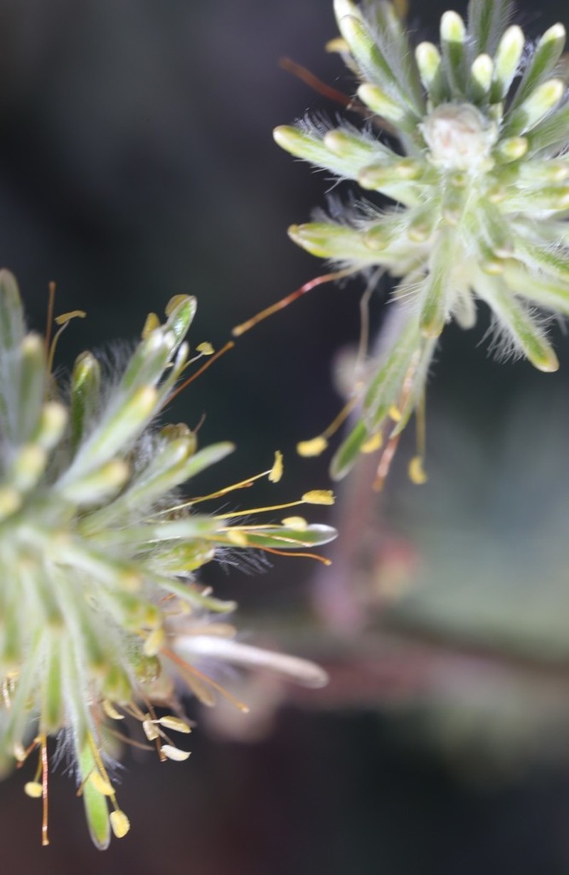 Ptilotus polystachyus photo 4